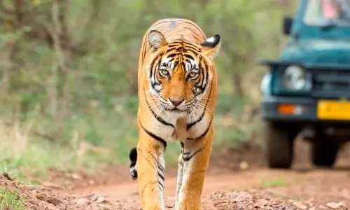 Jaipur Ranthambore Tour